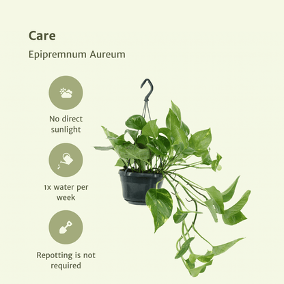 2x Epipremnum Aureum – pflegeleichte Zimmerpflanze 25 cm