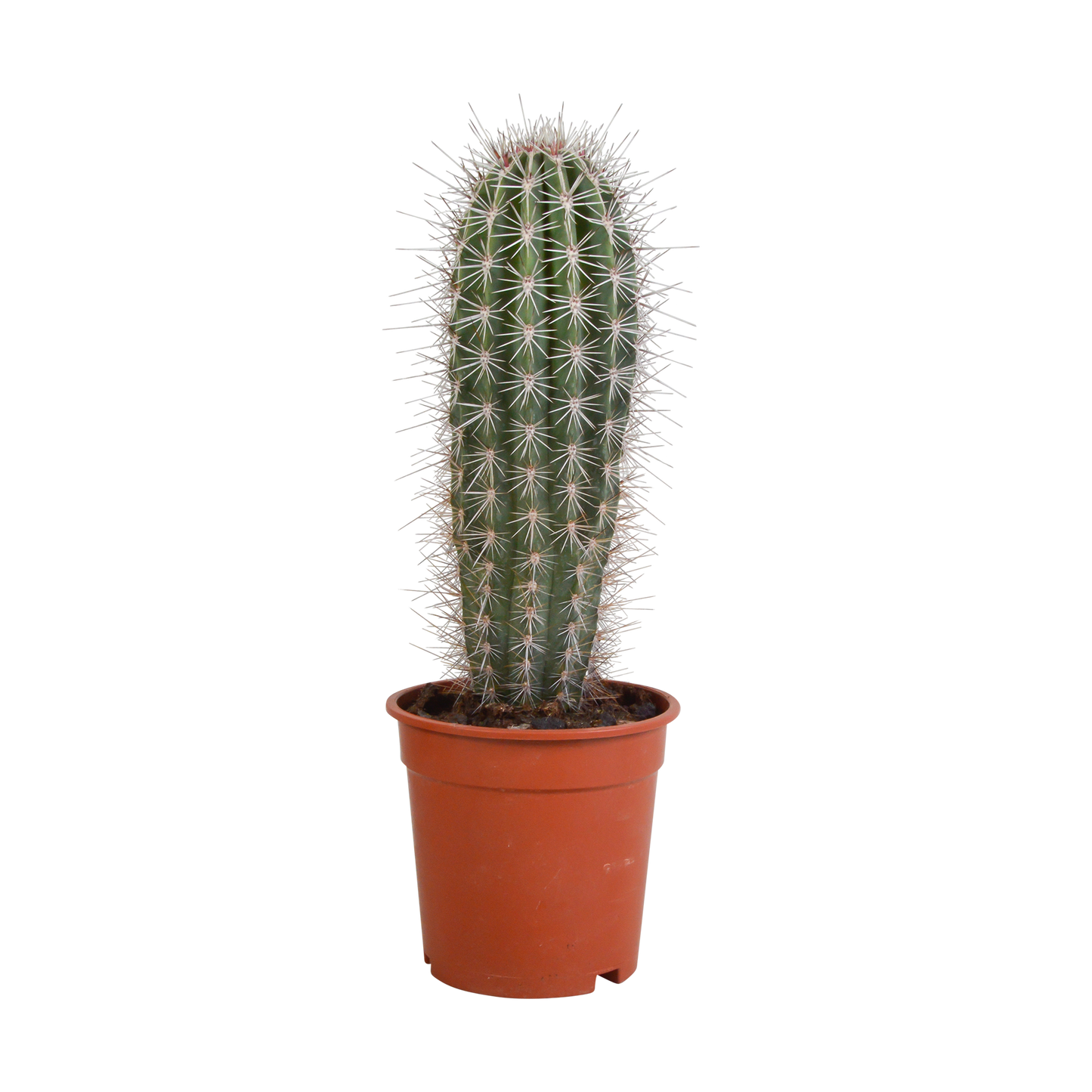 Pachycereus pringlei - Säulenkaktus 17 cm ohne Topf