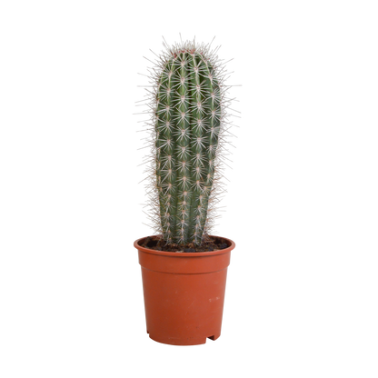 Pachycereus pringlei - Säulenkaktus 17 cm ohne Topf