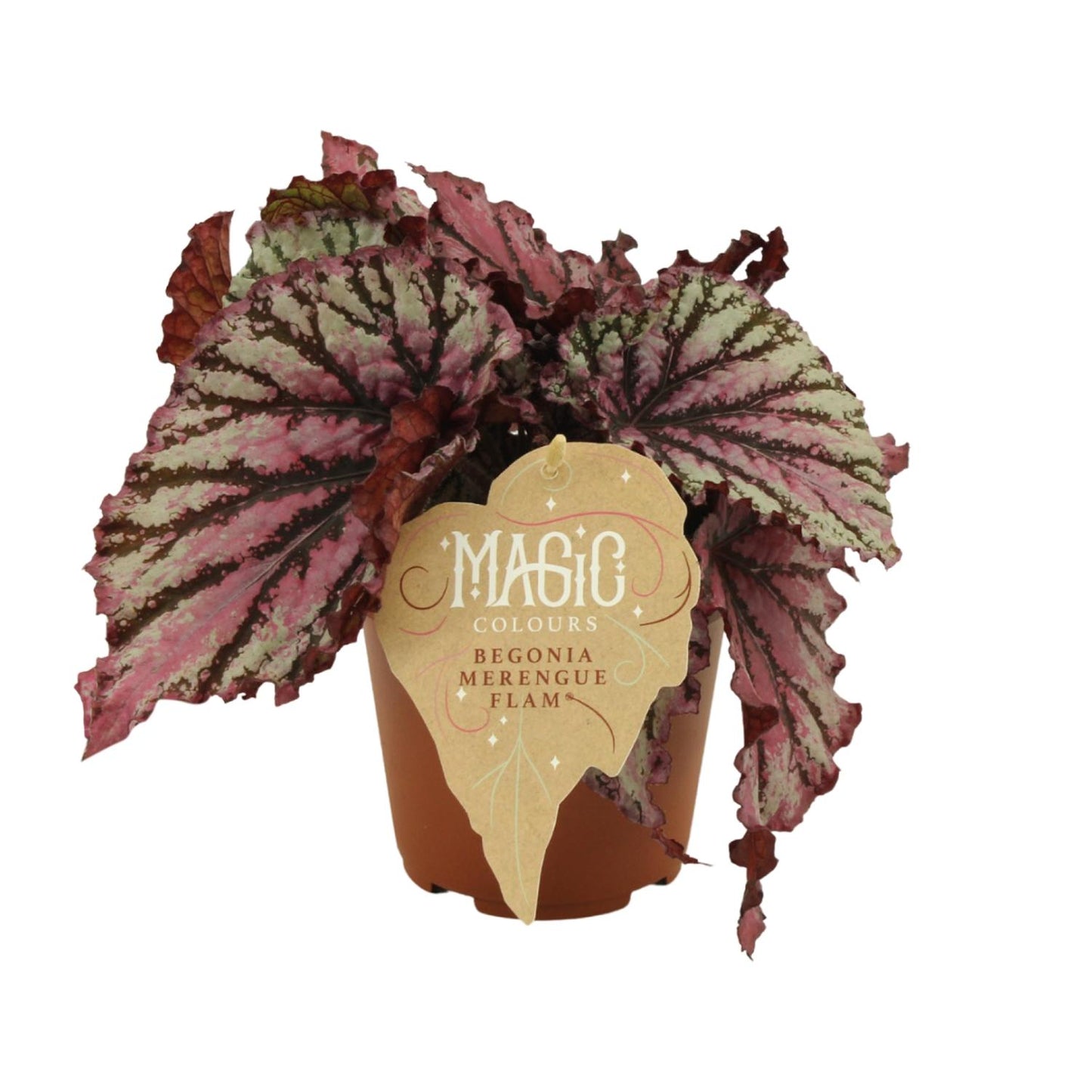 Begonia Rex Merenque – Lebendige Zimmerpflanze Ø12cm