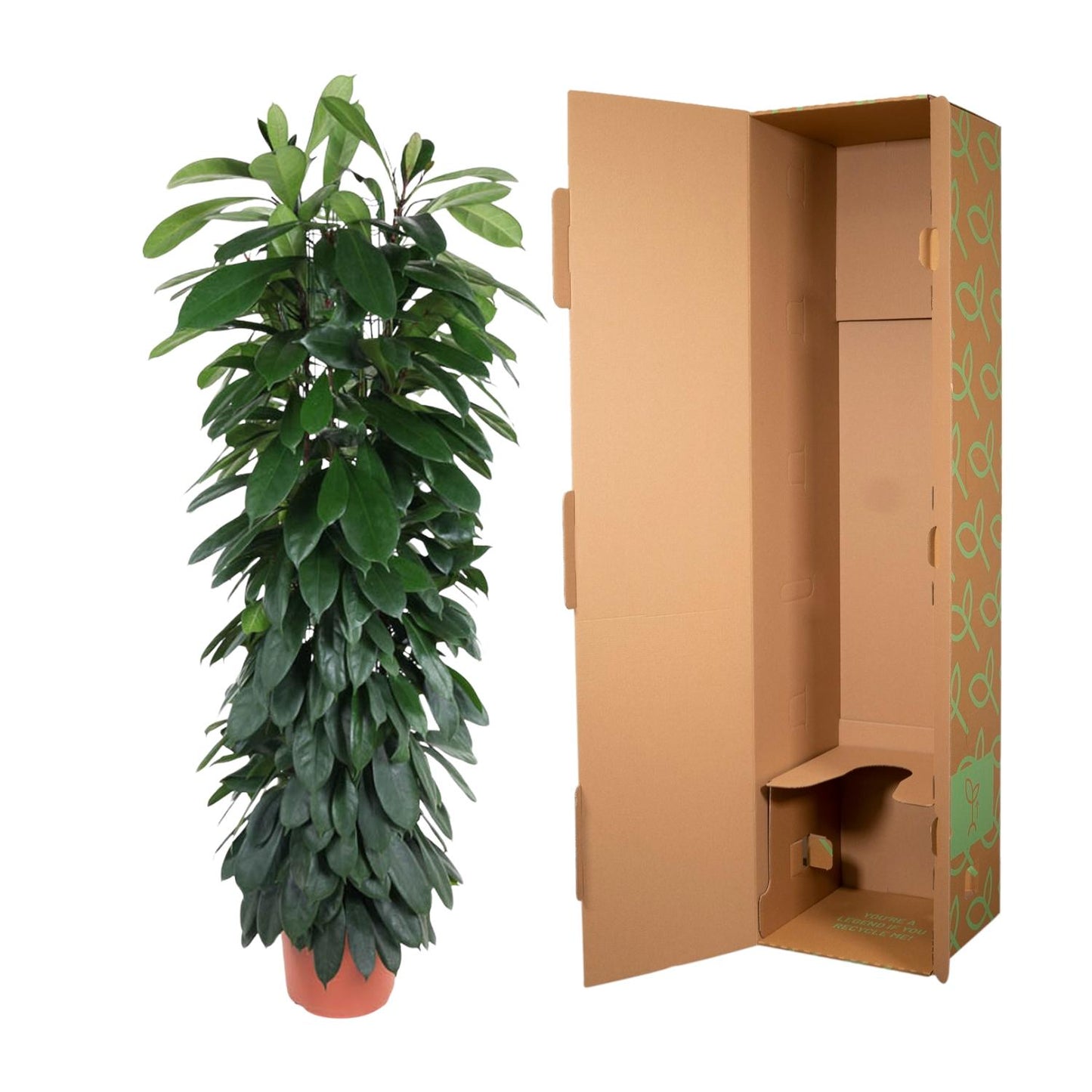 Ficus Cyatistipula – Elegante pflegeleichte Zimmerpflanze 150 cm