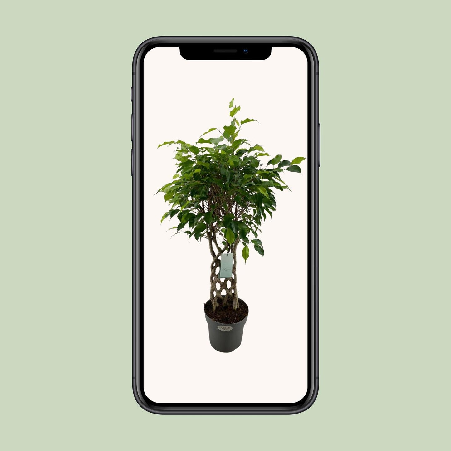 Birkenfeige 'Exotica' – Tropische Zimmerpflanze Ø24cm, 100cm hoch