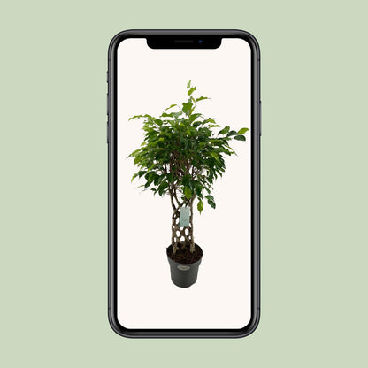 Birkenfeige 'Exotica' – Tropische Zimmerpflanze Ø24cm, 100cm hoch