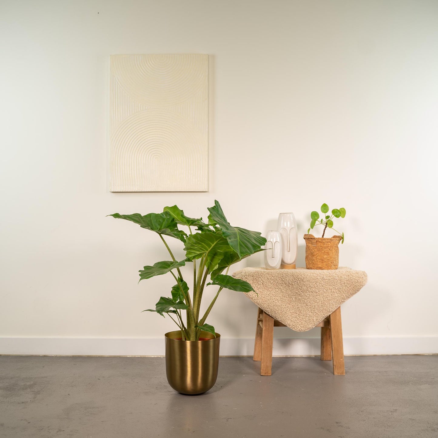 Alocasia Portodora Elefantenohr 80cm im Goldtopf