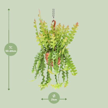 Epiphyllum Anguliger – Fischgrätenkaktus Ø21cm, 60cm hoch