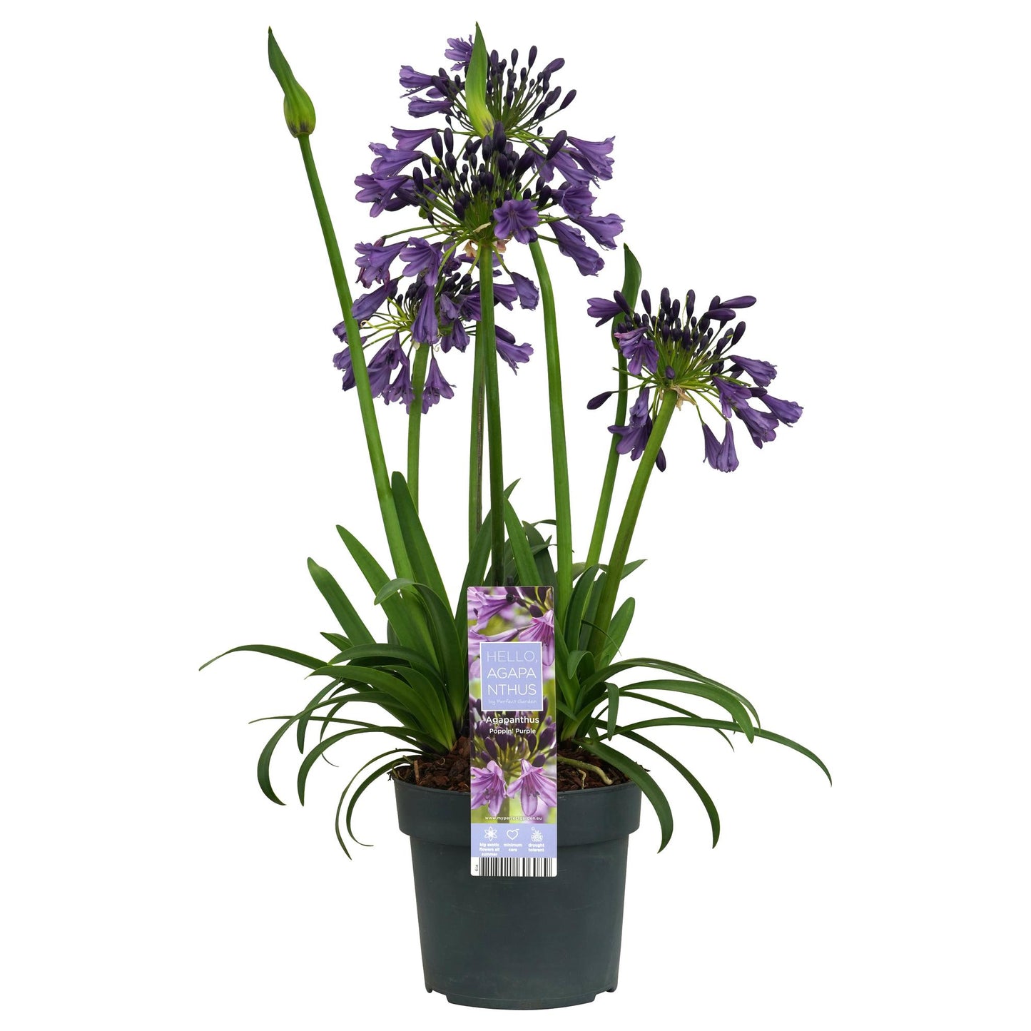 Agapanthus 'Poppin Purple' – Lila Blütenpracht Ø19cm