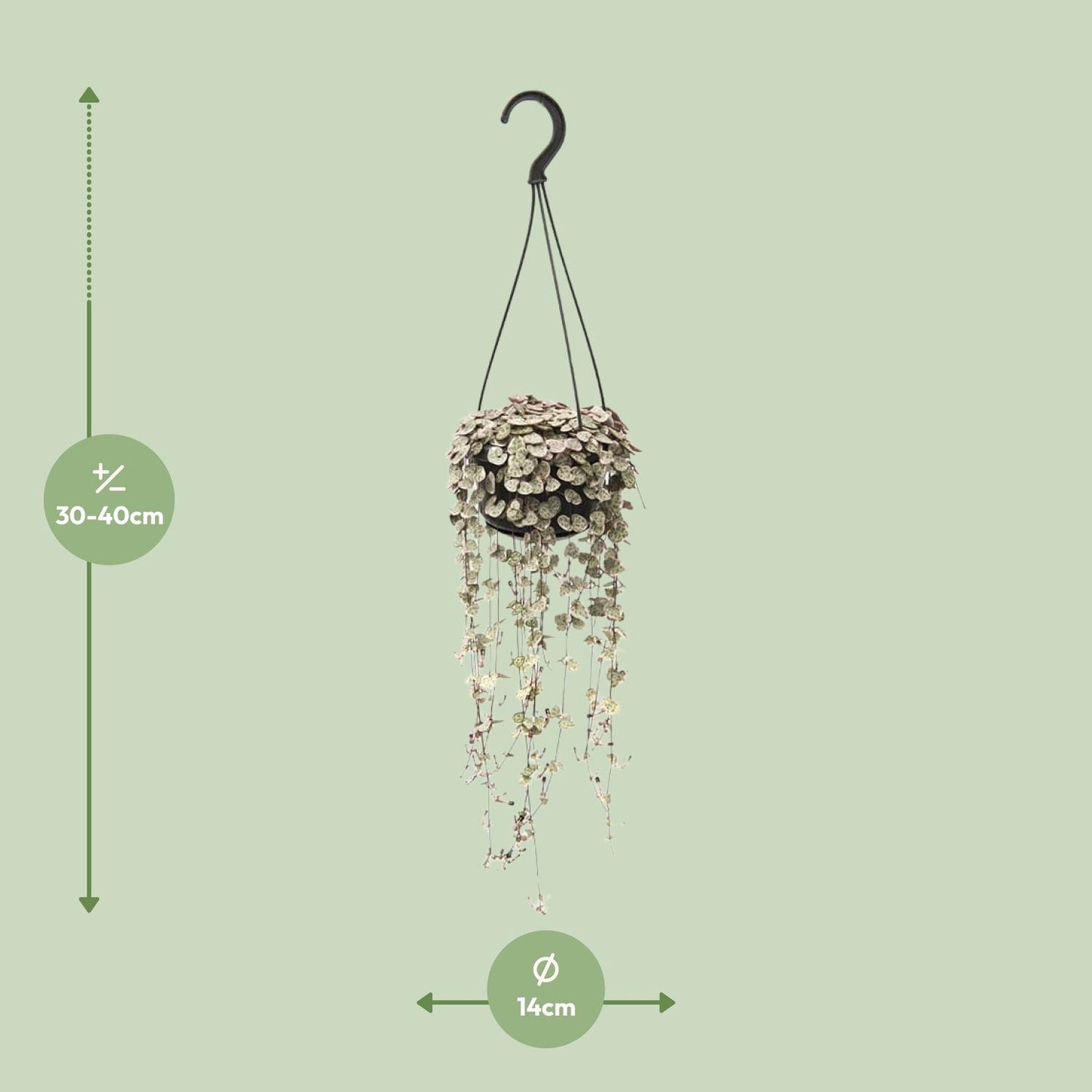 Ceropegia woodii Variegata – Hängende pflegeleichte Sukkulente Ø14cm