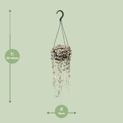 Ceropegia woodii Variegata – Hängende pflegeleichte Sukkulente Ø14cm