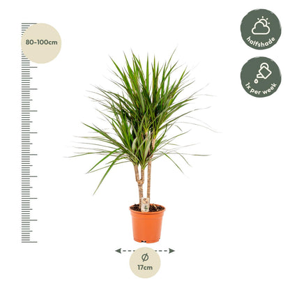 Dracaena Marginata – Pflegeleichter Drachenbaum Ø17cm, 90cm hoch