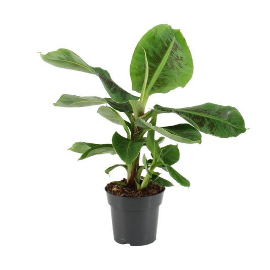 Musa Oriental Dwarf – Pflegeleichte Zwergbanane Ø17cm