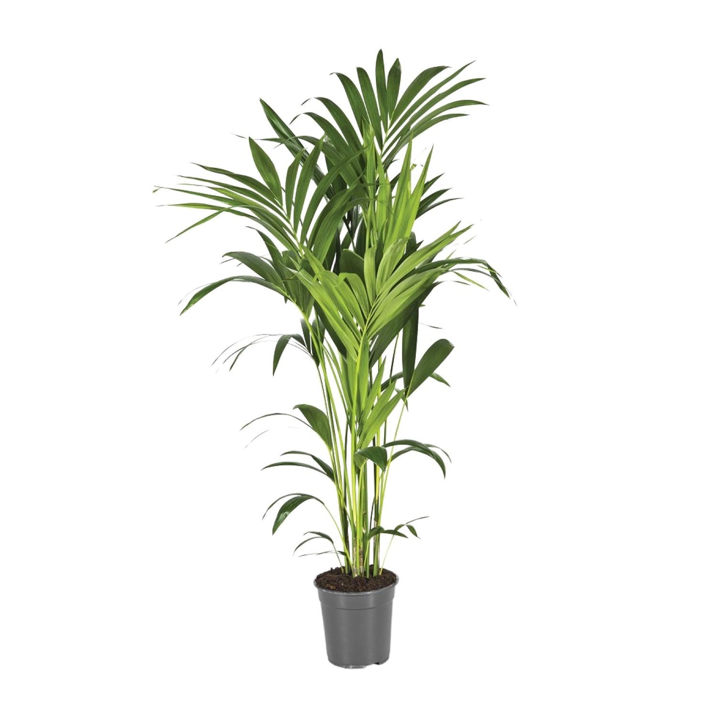 Kentia-Palme (Howea Forsteriana) Ø21cm, ca. 130cm hoch