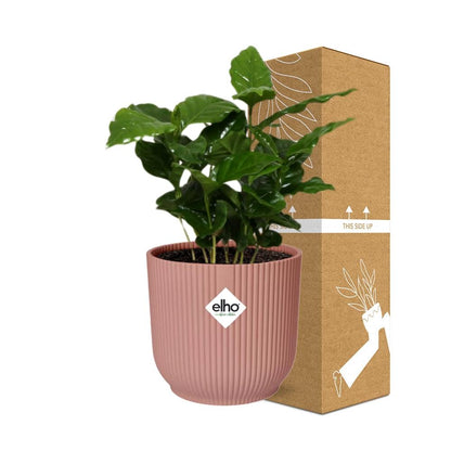 Coffea Arabica Zimmerpflanze im rosa ELHO Vibes Fold 14cm Topf