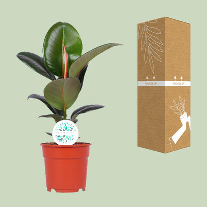 Ficus Elastica Robusta – Pflegeleichter Gummibaum Ø17cm