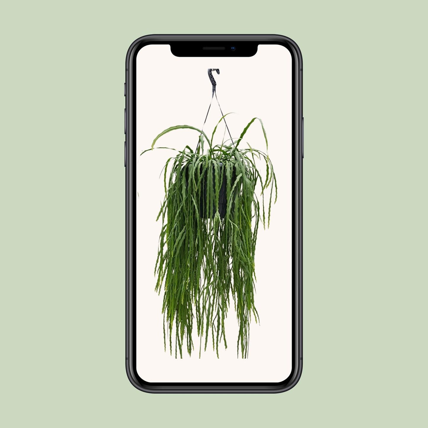 Lepismium Asuntapatense – Exotischer, pflegeleichter Zimmerkaktus 70cm