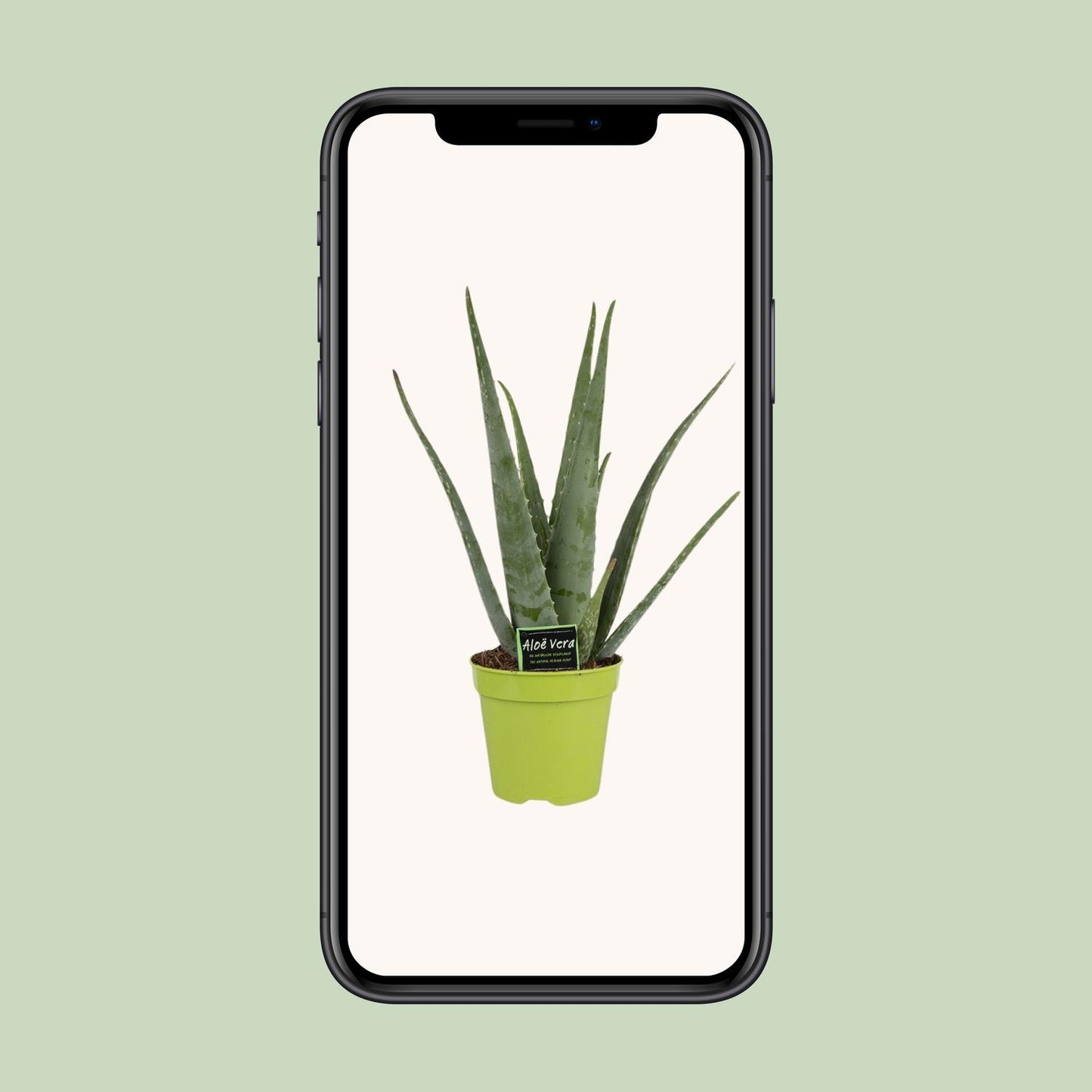 Aloe Vera Ø15cm – Pflegeleichte Zimmerpflanze