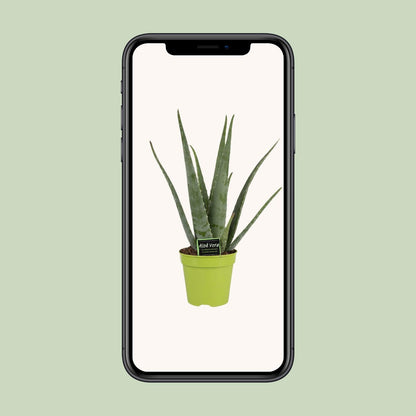 Aloe Vera Ø15cm – Pflegeleichte Zimmerpflanze