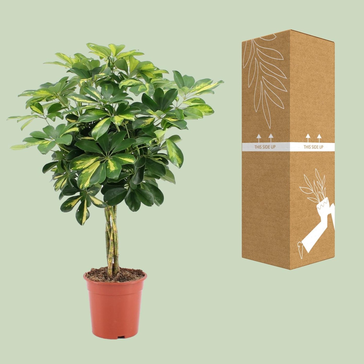 Schefflera Arboricola Gold Capella – Pflegeleichter Umbrella-Baum Ø19cm
