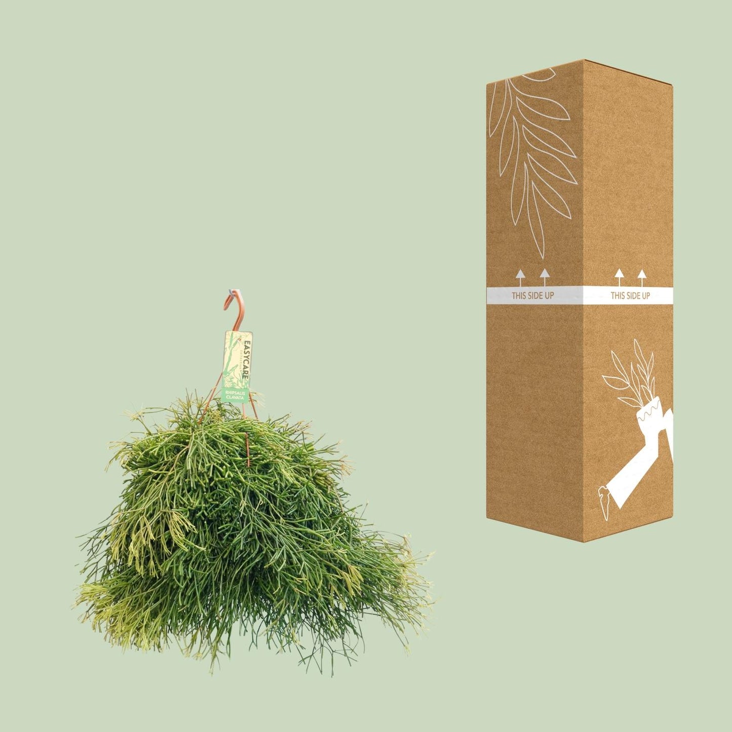 Rhipsalis Clavata – Pflegeleichter Hängekaktus Ø21cm