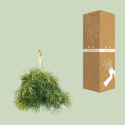 Rhipsalis Clavata – Pflegeleichter Hängekaktus Ø21cm
