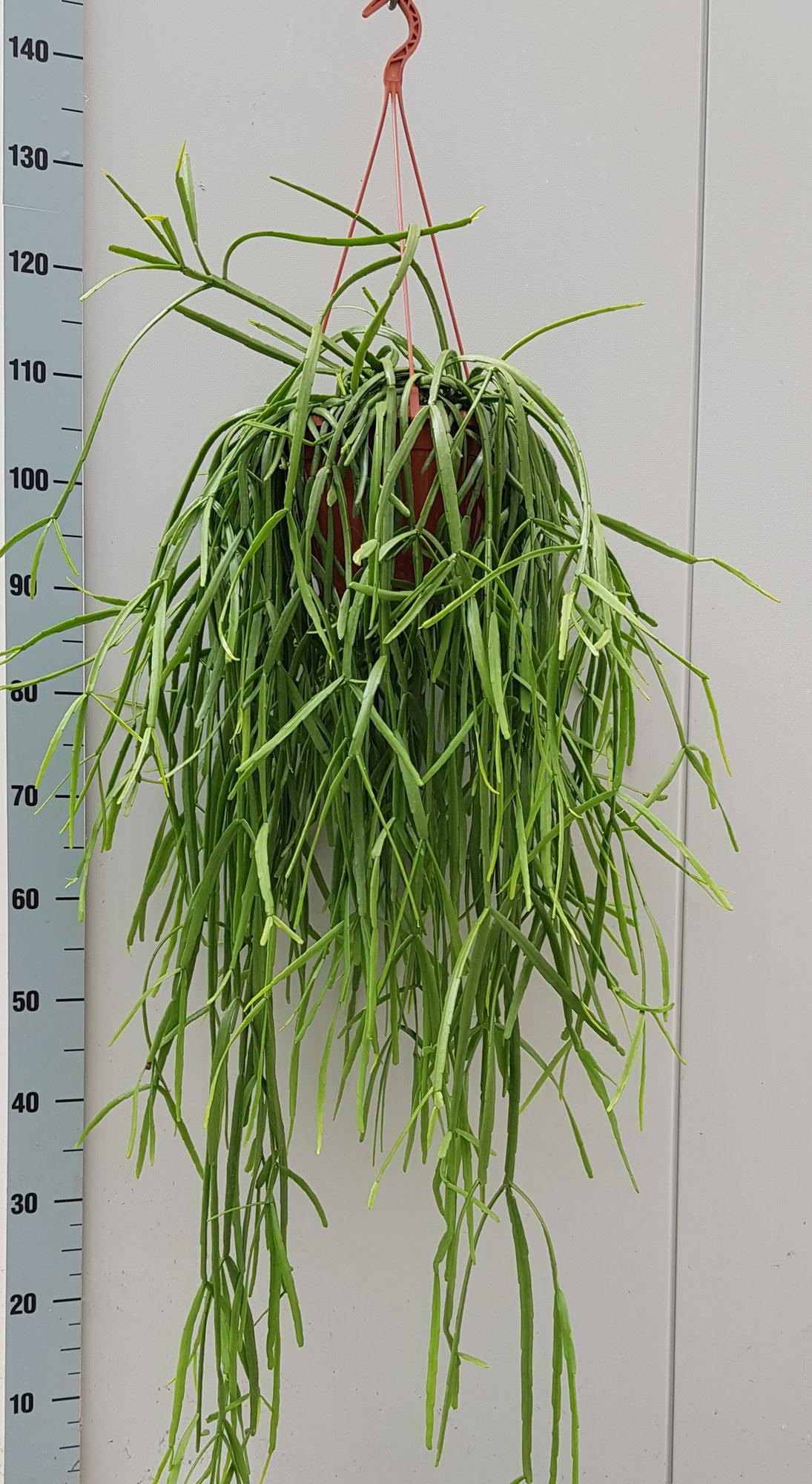 Rhipsalis Trigona – Pflegeleichte Luftpflanze Ø20cm