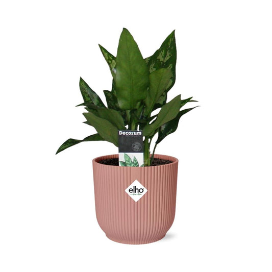 Aglaonema Maria – Pflegeleichte tropische Zimmerpflanze im ELHO Vibes Fold 14cm Topf