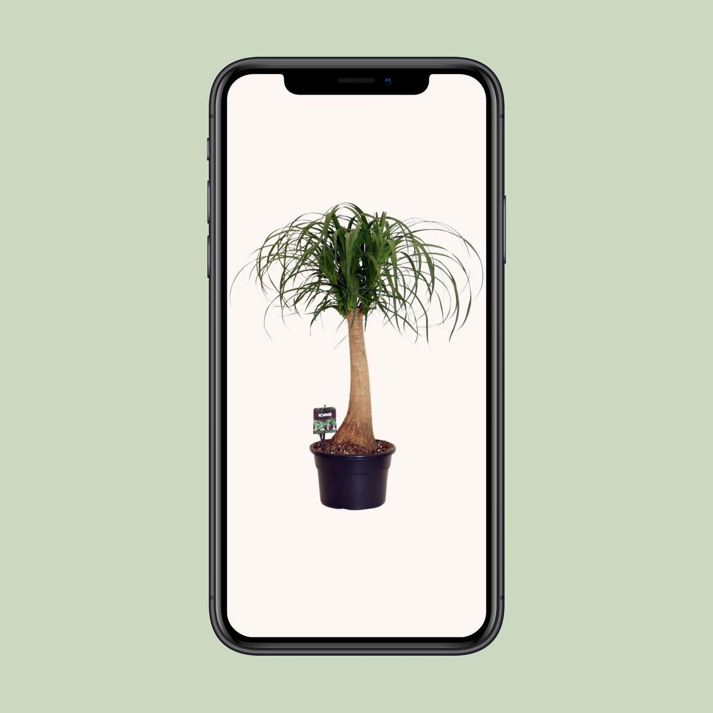 Beaucarnea Nolina – Pflegeleichte Zimmerpflanze Ø23cm