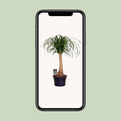 Beaucarnea Nolina – Pflegeleichte Zimmerpflanze Ø23cm