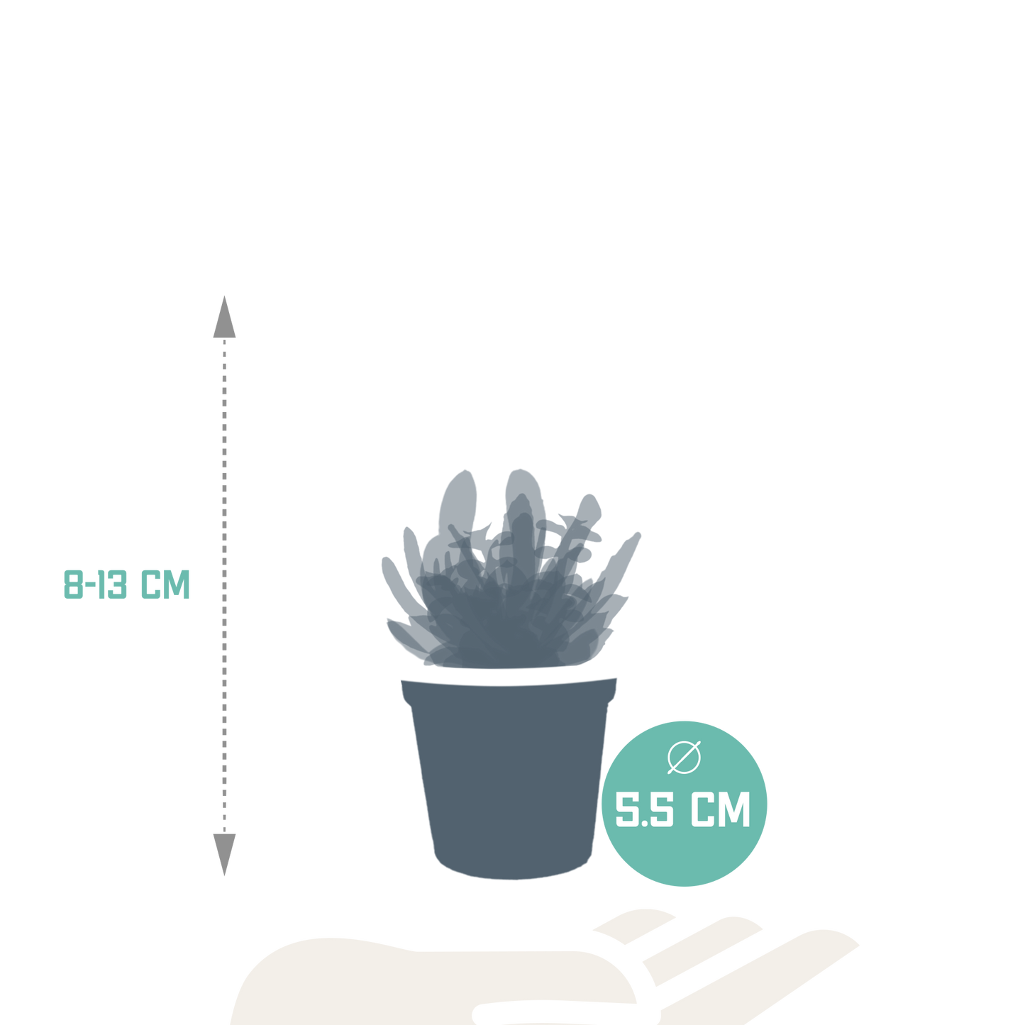 Vetplanten-Mischung 5,5 cm – 10er Set ohne Topf