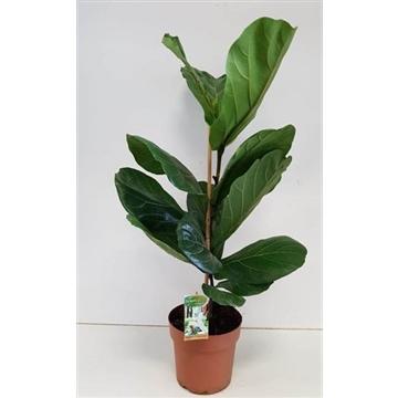 Ficus Lyrata – Pflegeleichter Trendsetter für Ihr Zuhause