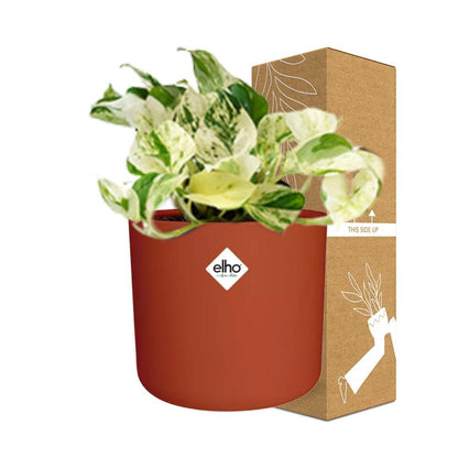 Epipremnum Pinnatum Happy Leaf im ELHO b.for soft Rond 14cm Brique