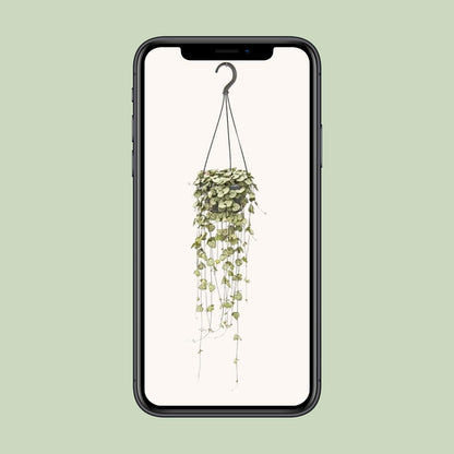 Herzblattblume Hängeampel Ø14cm – pflegeleicht & dekorativ