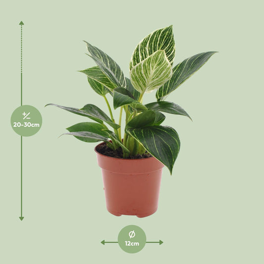 Philodendron White Wave – Pflegeleichte Zimmerpflanze Ø12cm