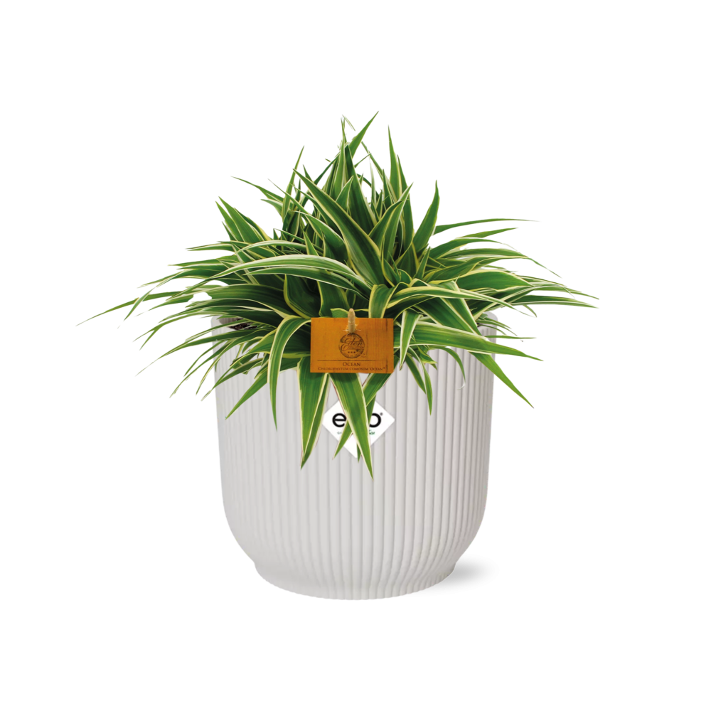 Chlorophytum Ocean 15cm mit ELHO Vibes Fold Topf weiß