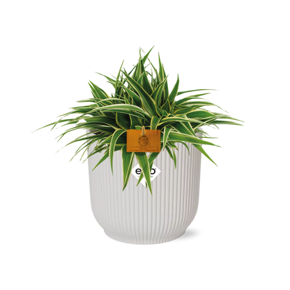Chlorophytum Ocean 15cm mit ELHO Vibes Fold Topf weiß