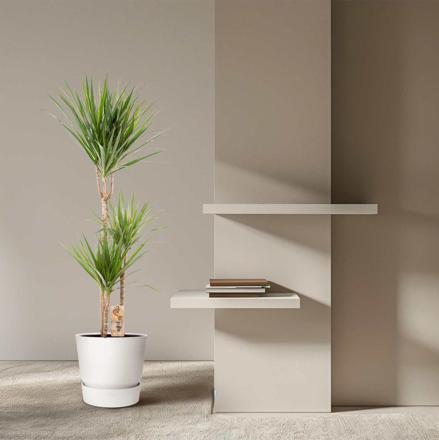 Dracaena Marginata – Pflegeleichter Drachenbaum Ø21cm