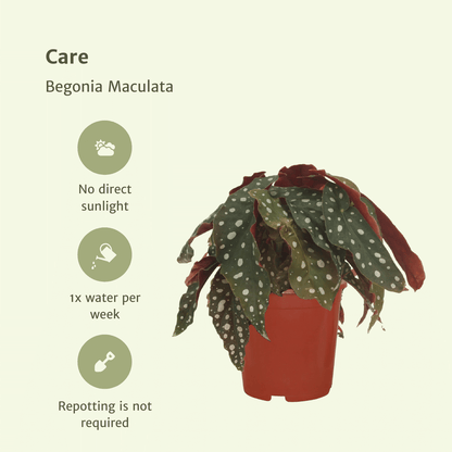 2x Begonia Maculata – dekorative Blattbegonie 20 cm