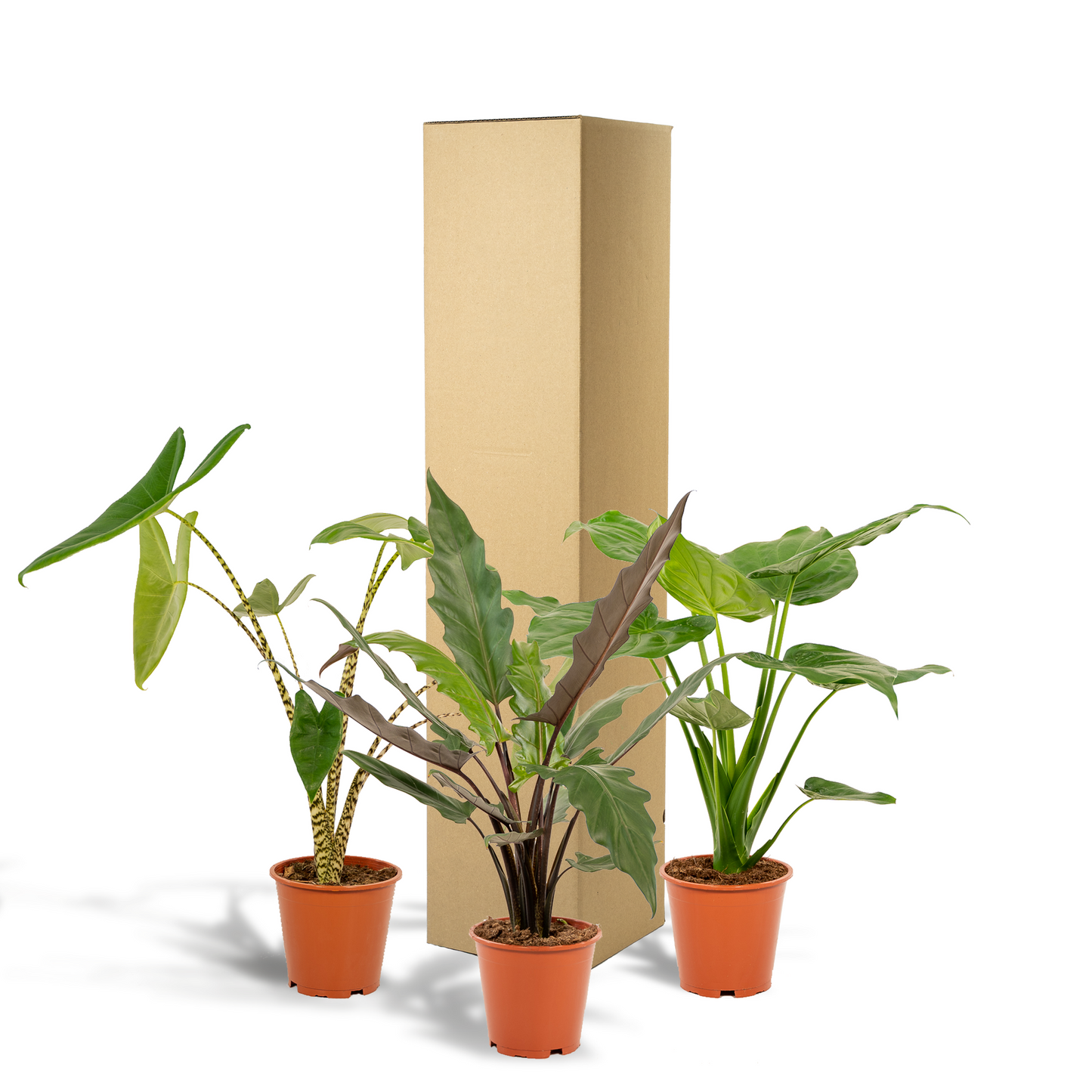 Alokasie Trio – Zebrina, Cucullata & Lauterbachiana Ø19cm