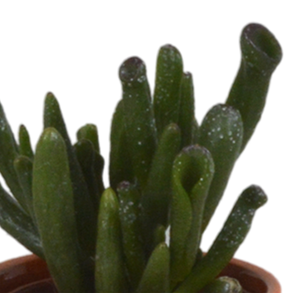 Vetplanten-Mischung 5x in handbemalter Mexicaanse Pot