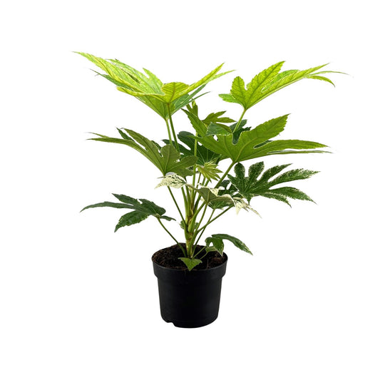Fatsia Japonica Spider Web – pflegeleichte Zimmerpflanze Ø17cm