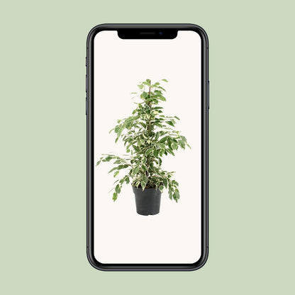 Ficus Benjamina Twilight – Elegante, pflegeleichte Zimmerpflanze Ø17cm