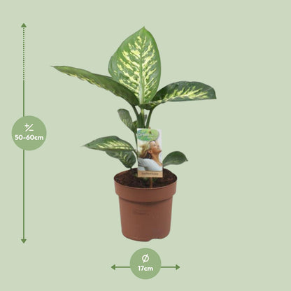 Dieffenbachia Tropic Snow – Pflegeleichte Zimmerpflanze Ø17cm