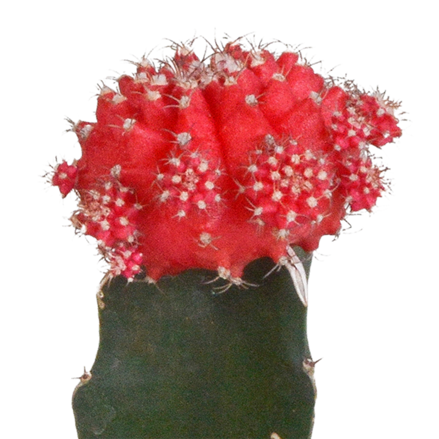 Euphorbia meloformis variegata & Gymnocalycium Mix – 3er Set