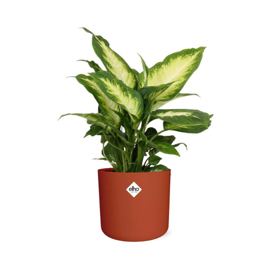 Dieffenbachia ‘Camilla’ – Tropische pflegeleichte Zimmerpflanze 14 cm