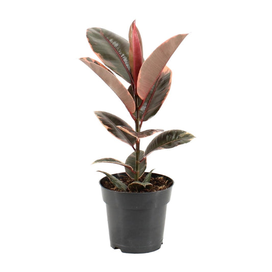 Ficus Elastica Belize – Pflegeleichter Gummibaum Ø17cm