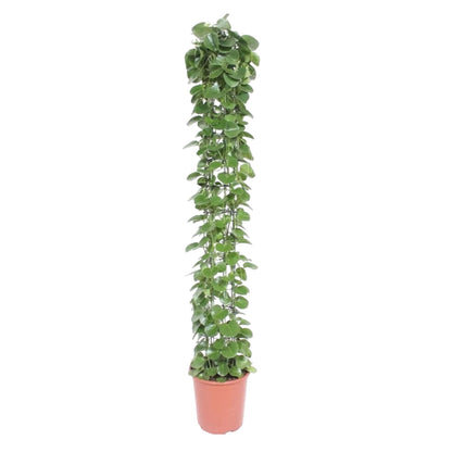 Cissus rotundifolia Gaasrek – Pflegeleichte Kletterpflanze 160 cm
