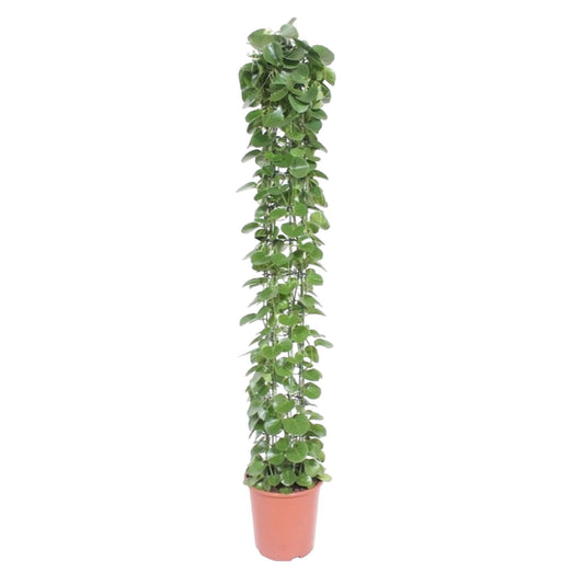 Cissus rotundifolia Gaasrek – Pflegeleichte Kletterpflanze 160 cm