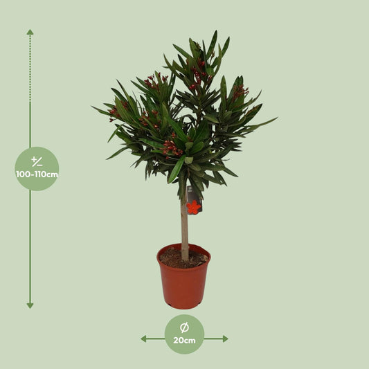 Nerium Oleander Ø20cm – Pflegeleichter Gartenklassiker
