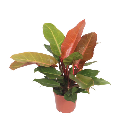 Philodendron Prince of Orange Ø17cm – pflegeleichte Zimmerpflanze