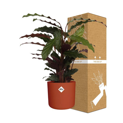 Calathea Rufibarba ‘Tropistar’ in ELHO b.for soft rond 14cm brique