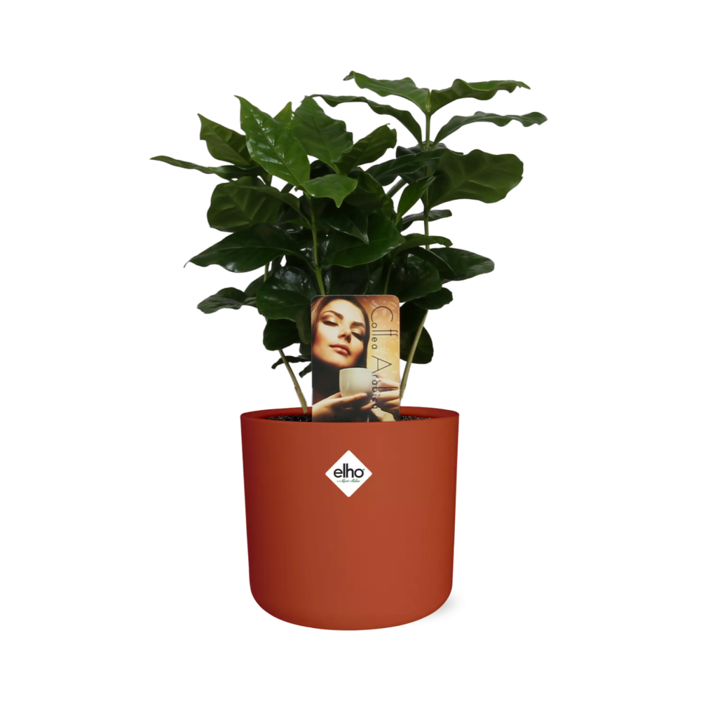 Coffea Arabica Zimmerpflanze im ELHO b.for soft Rond 14cm